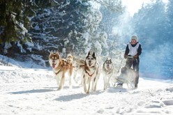 Exploring the History and Legacy of Iconic Dog Sled Races Worldwide